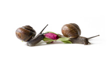 Two Snails On A White Background