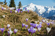 Krokusblüte im Frühjahr im Zillertal in Tirol Österreich