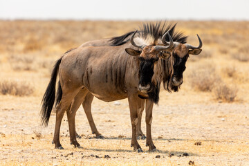 Two blue wildebeests in Etosha National Park, Namibia