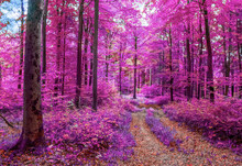 Beautiful Pink And Purple Infrared Panorama Of A Forest.