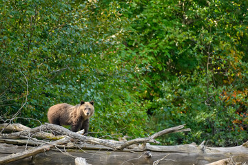 a young commanding female grizzly bear (ursus arctos horribilis) standing on a dead fallen tree in t