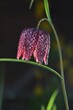 Piękno  szachownicy kostkowatej (Fritillaria meleagris)	