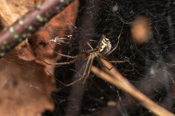 Wall Mural - spider on the web, a scary natural background of a creepy insect scaring people