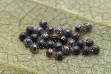 Wall Mural - Eggs of Large butterfly or other insect, macro - Pieris brassicae on a green leaf