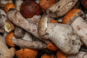 Poster - Aspen mushrooms are edible mushrooms. Forest mushrooms Podberezoviki. The texture of the natural background. white edulis.