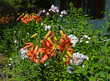 pomarańczowa lilia (lilium) i biale floksy wiechowate (Phlox paniculata)