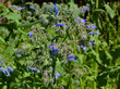 niebieskie kwiaty ogórecznik lekarski (Borago officinalis)