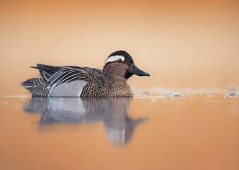 Poster - Garganey bird ( Spatula querquedula ) close up - male