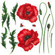 Two red poppy flowers, buds, stems, green leaves. Hand drawn by watercolor isolated on white elements for summer or romantic design poster, print, card, invitation.