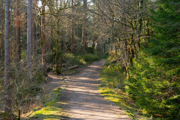 Wall Mural - Trail in the woods.