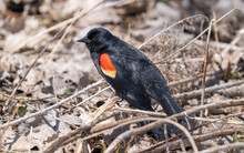 Red Winged Black Bird Is Perched On A Tree Limb On A Sunny Day In The Forest