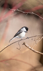 Wall Mural - black capped chickadee gets a close up perched on a tree branch