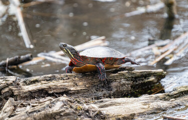 Wall Mural - painted turtle is basking in the sunshine on a log in the lake