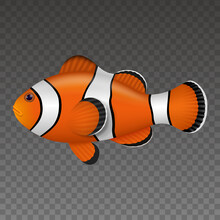 Isolated Clown Fish. Colorful Fish Realistic Illustration