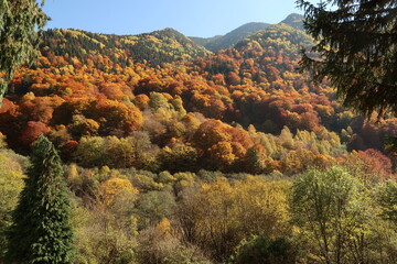 Colorful forest surrounding Rila Monastery in autumn