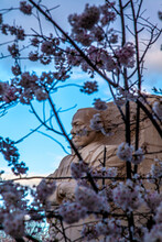 Martin Luther King Statue During Cherry Blossom