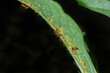 ecology of fire ants and aphis on watermelon leaves.