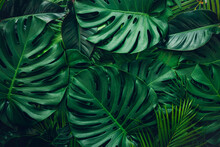 Closeup Nature View Of Green Monstera And Palms Leaf Background. Flat Lay, Dark Nature Concept, Tropical Leaf