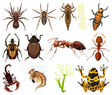 Different Kinds Of Insects And Animals On White Background