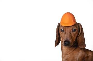 On the occasion of Labor Day, a hunting dog dachshund poses with a protective orange construction helmet on his head, looking intently at the camera. White background of photo studio.