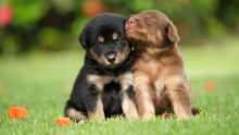Two Cute Baby Dogs Brown And Black Puppys Playing At The Park, Slow Motion