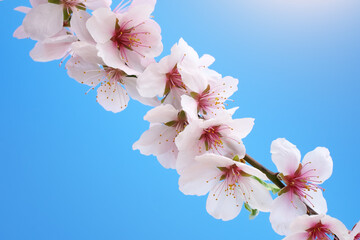 Wall Mural - Spring flowers on tree