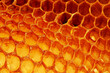 © Leonid Nyshko - Yellow Honeycomb closeup background