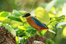 The Blue-winged Pitta On Ground