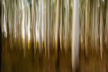 Abstract Background With Flowing Lines Ghost Gum Trees With Motion Blur