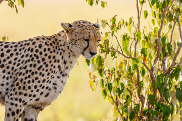 Canvas Print - Cheetah standing in the shade and looking down