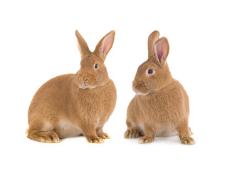 Poster -  two brown rabbit isolated on white background