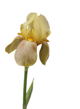 Yellow Bearded Iris In Bloom Isolated On White Background