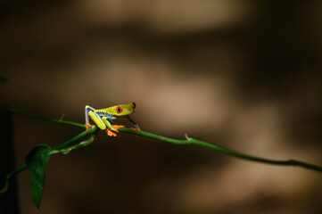 Canvas Print - Red-eyed Tree Frog, Agalychnis callidryas, sitting on the green leave in tropical forest in Costa Rica.