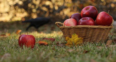 Wall Mural - Basket of Red Apples outdoors in Autumn with crow in background