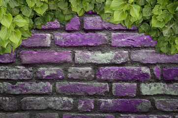 Poster - Old Texture brick wall, background, detailed pattern covered in ivy