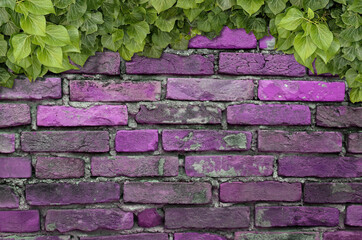 Poster - Old Texture brick wall, background, detailed pattern covered in ivy