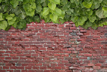 Poster - Old Texture brick wall, background, detailed pattern covered in ivy