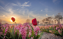 Pojedyncze Czerwone Tulipany Między Hiacyntami. Pola Kwiatów W Holandii Na Tle Zachodzącego Słońca.