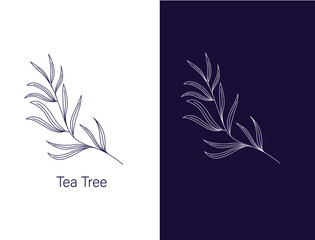 Wall Mural - tea tree leaf Cosmetics and medical plant. hand drawn vector illustration 