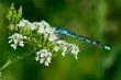 Libellen: Hufeisen-Azurjungfer (Coenagrion puella), Azure damsselfly.