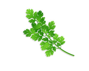 Wall Mural - Green coriander vector leaves isolated on white background