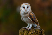 Barn Owl (Tyto Alba) Sitting In A Tree With Autumn Colors In The Background In Noord Brabant In The Netherlands   