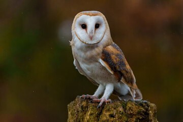 Barn Owl (Tyto alba) sitting in a tree with autumn colors in the background in Noord Brabant in the Netherlands   