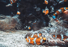 Ocellaris Clownfish Or Amphiprion Ocellaris Swimming Underwater