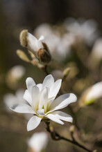White Blooming Star Magnolia In The Spring Garden