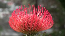 A Close Up Image From A Red Protea