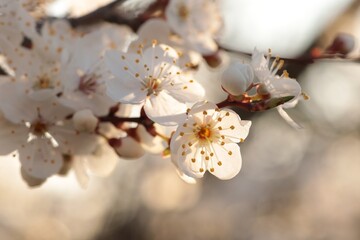 Wall Mural - Spring flowers on a blooming cherry tree during sunrise