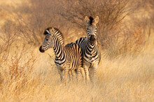 Two Plains Zebras (Equus Burchelli) In Natural Habitat, South Africa.