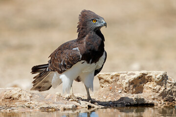 Wall Mural - a black-breasted snake eagle (circaetus gallicus) at a waterhole, kalahari desert, south africa.