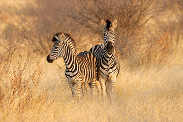 two plains zebras (equus burchelli) in natural habitat, south africa.